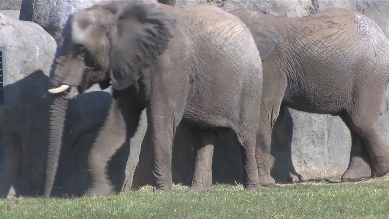 Fresno Chaffee Zoo welcomes two female elephants