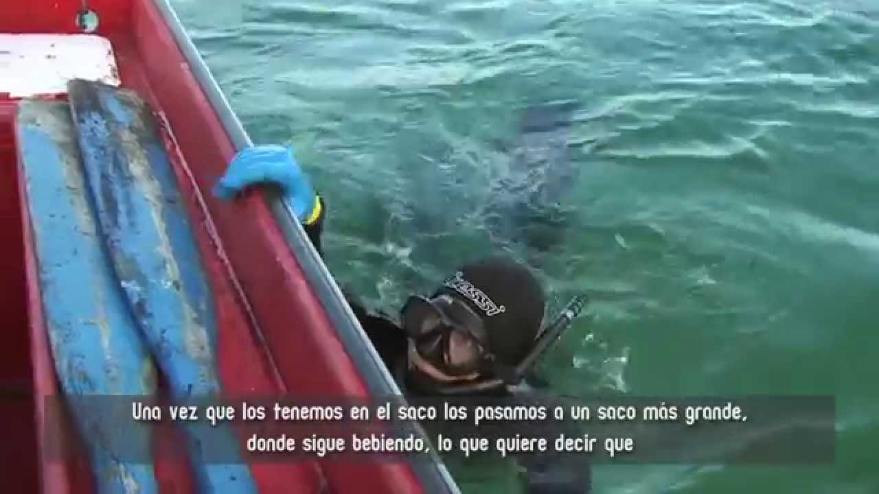El Longueirón, delicia Fisterrana