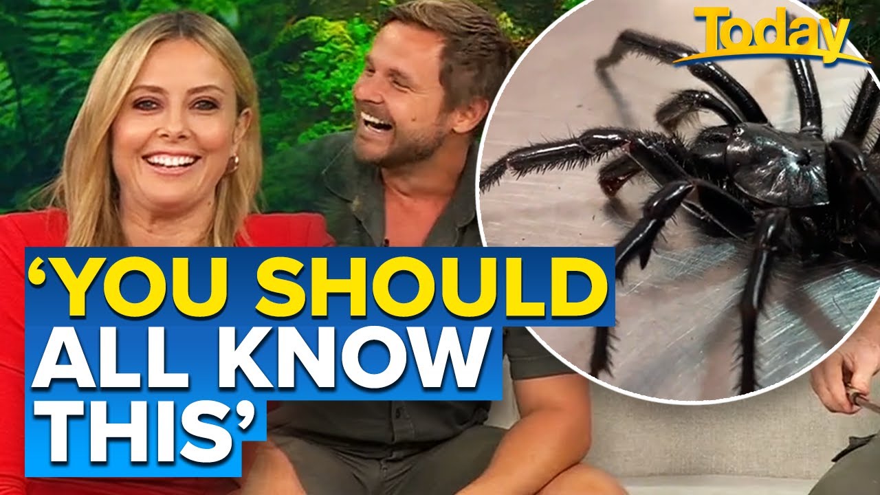 Spiders and snakes Aussies should be able to identify | Today Show Australia