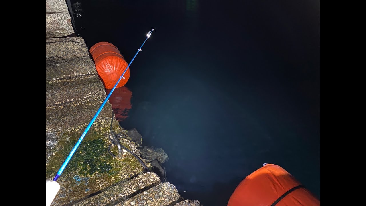 【配信】リリースしたカサゴを再捕獲する配信