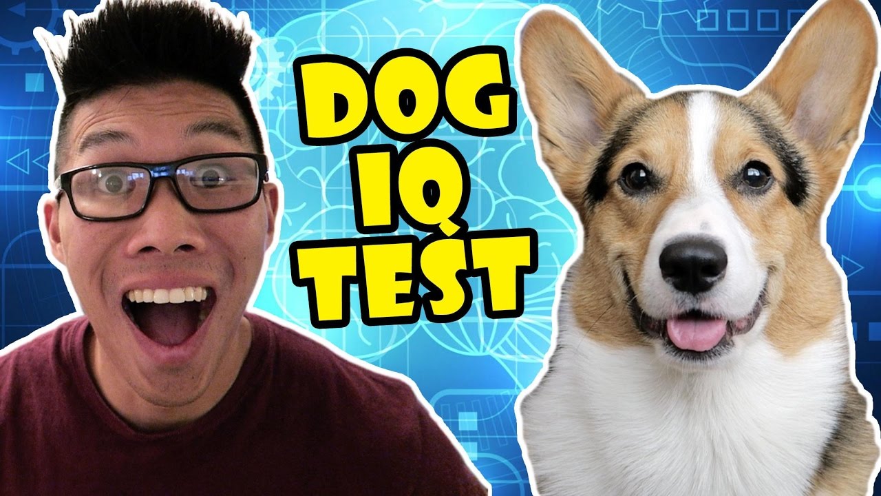 ЛУЧШИЙ ТЕСТ IQ ДЛЯ КОРГИ || ЛИЧНОСТЬ И ИНТЕЛЛЕКТ СОБАКИ — Жизнь после колледжа: Эпизод 515