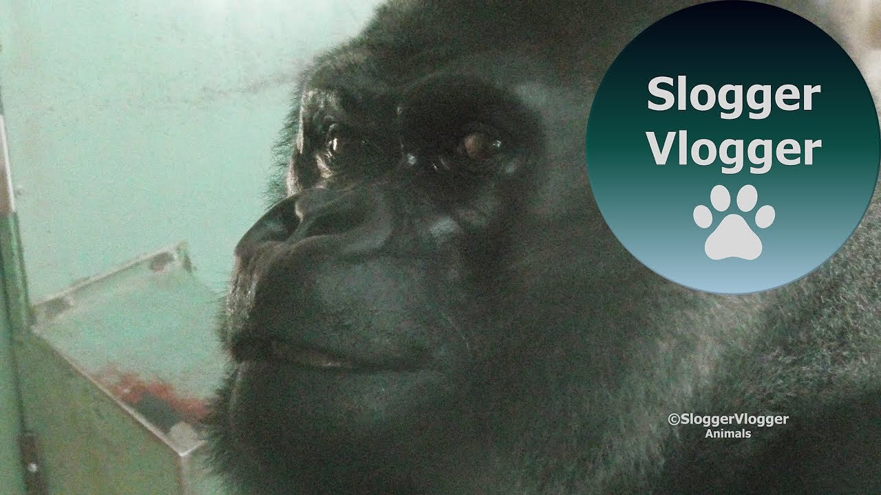 Silverback Oumbi And Gorilla Biddy  - Can Gorillas Get Jealous?