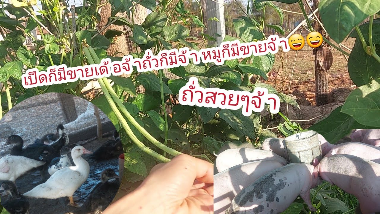 เช้านี้พาพี่น้องเข้าสวนแล้วทำคอกเป็ดกันใหม่จ้า