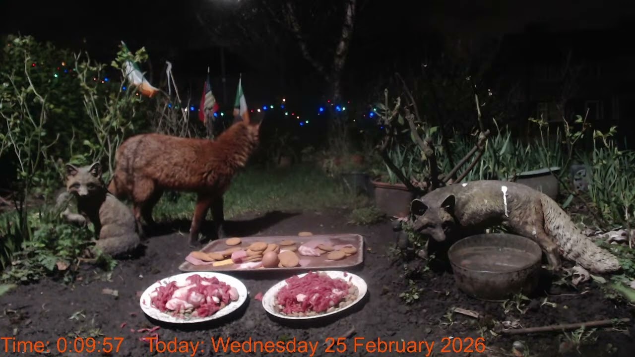 Foxheaven Dublin Ireland Livestream