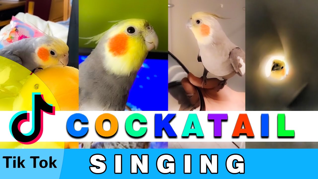 Cockatiel TikTok Compilation | Tik Tok Cockatiel Singing