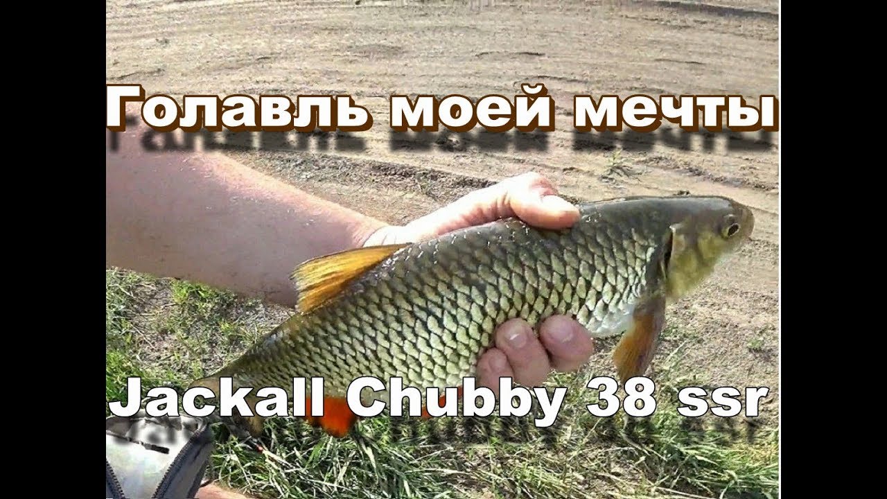 Вот это голавль! Кроулер SMITH BISEN (цикада), Jackall Chubby 38 SSR