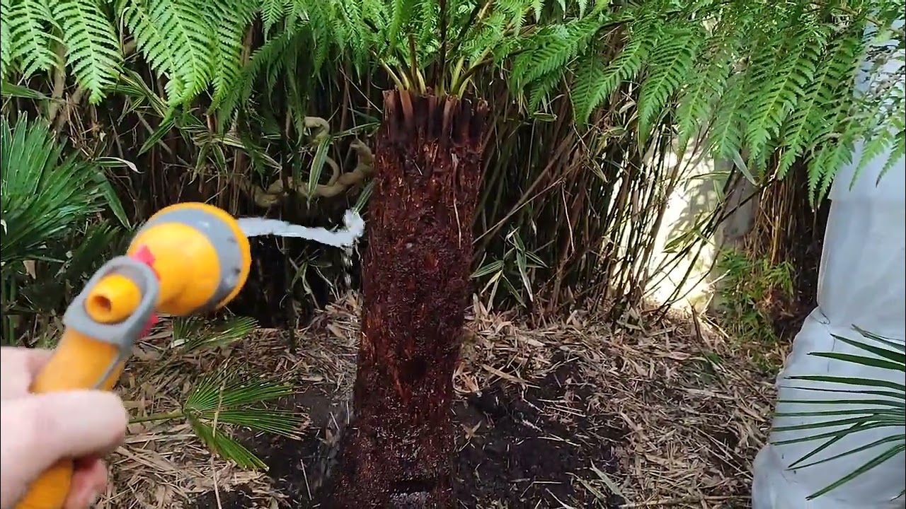 Dicksonia Antarctica 🌴 My first tree ferns 😁