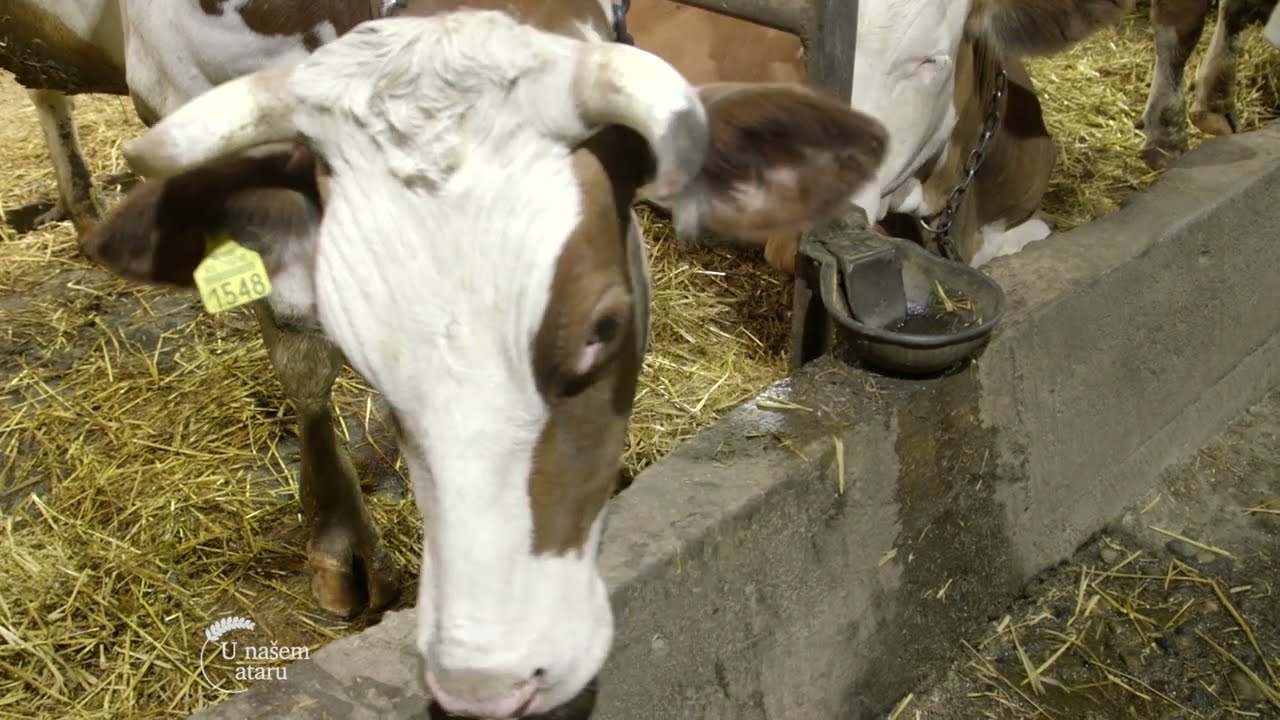 Farma KRAVA i proizvodnja MLEKA u selu PERLEZ - U nasem ataru 1032