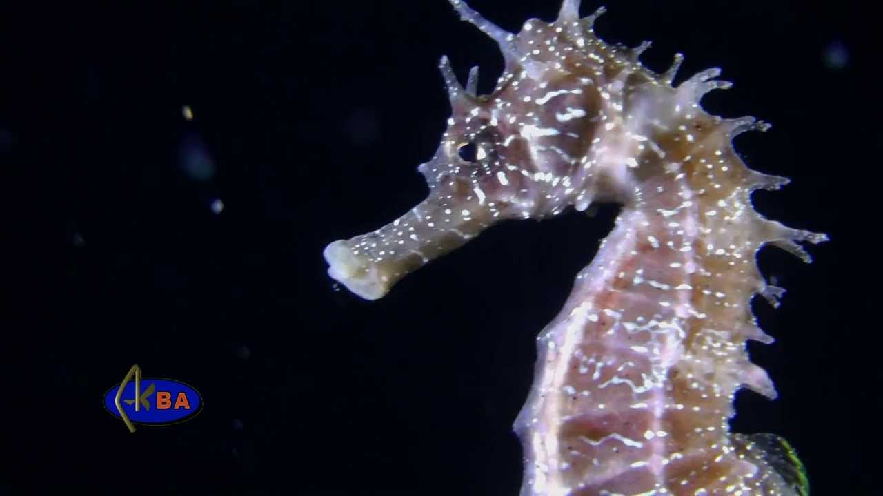 Морской конек. Hippocampus hippocampus. Long snouted seahorse