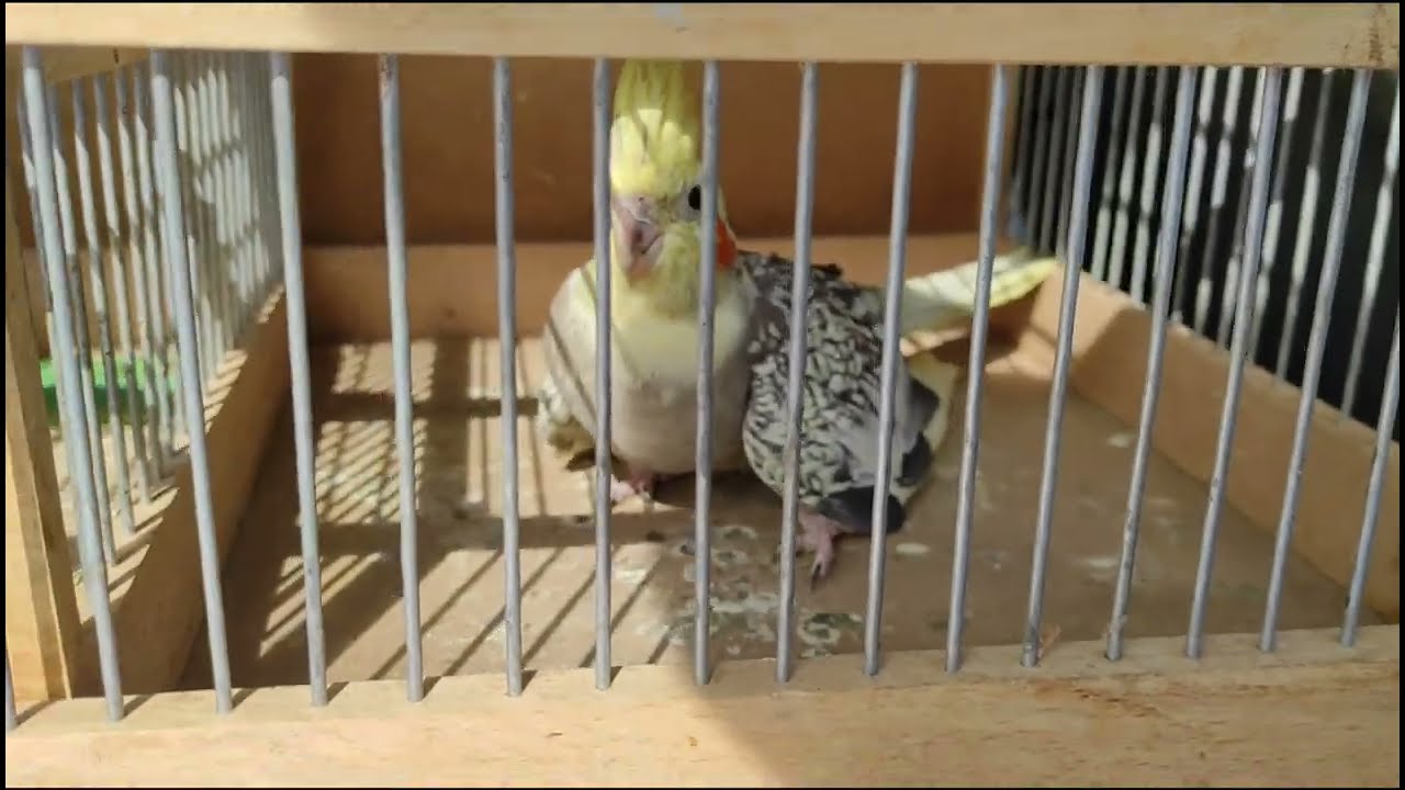 Kisallat borze Monor Hungary animal fair 13.3.2022