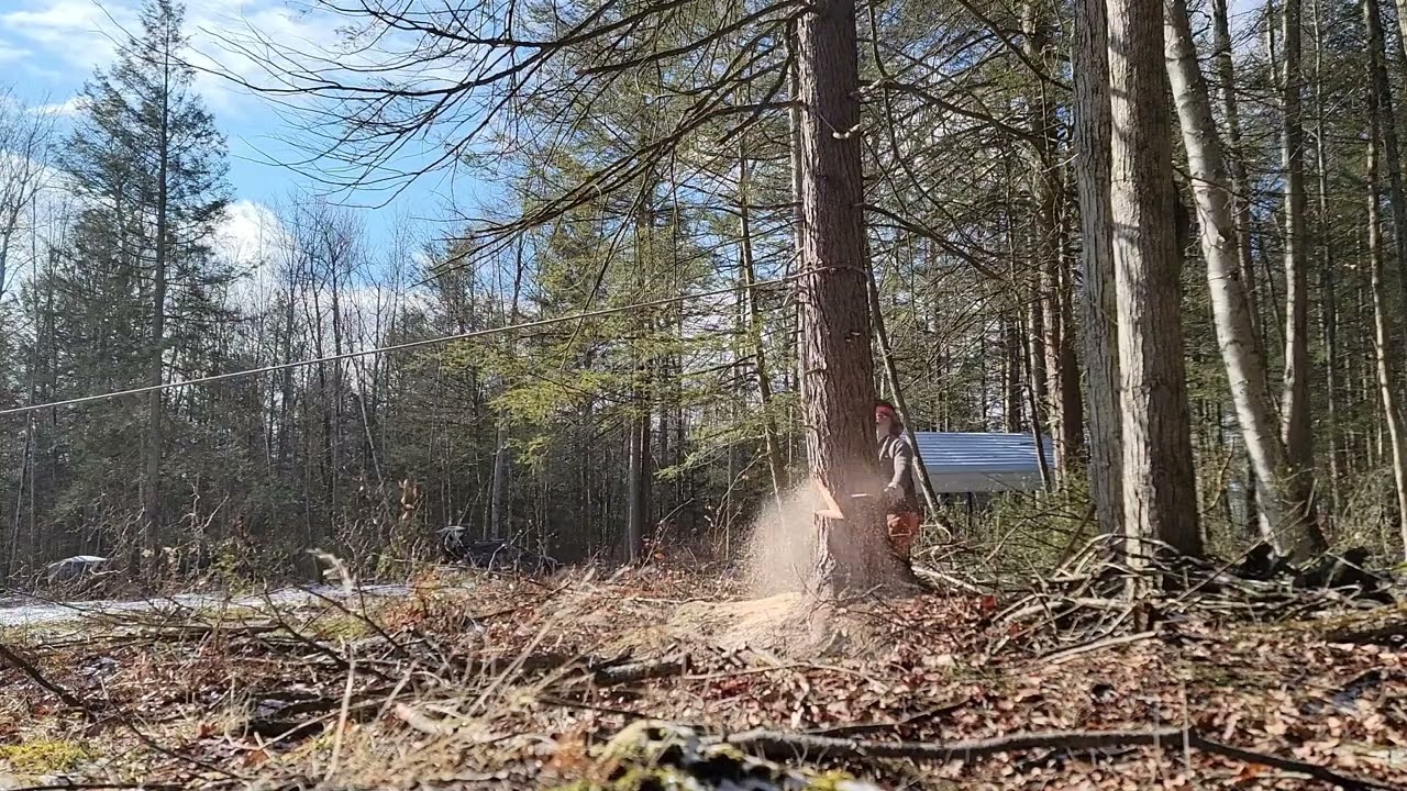 Tree Falling :: 21
