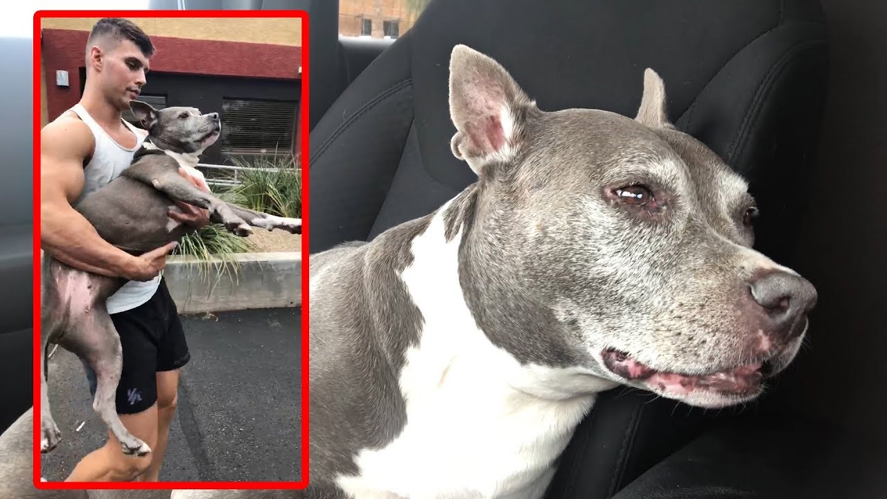 12 Pot Cookies Later... (DOG EATS WEED!)