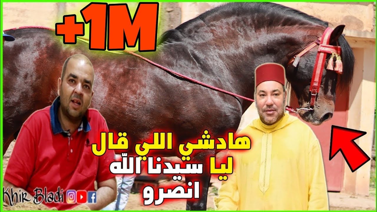 العود البركي اللي سلب عقول الخيالة في المغرب ولقاء مالكه مراد النماوي مع الملك محمد السادس حفضه الله