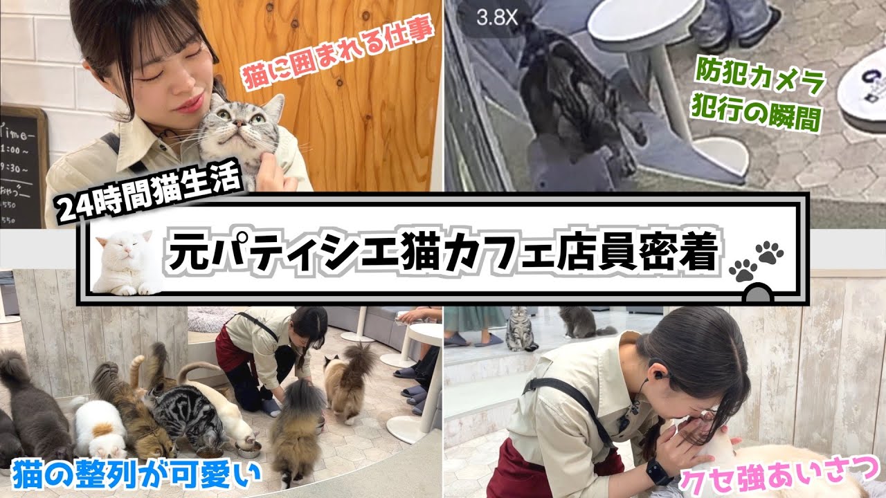 【1日密着】猫カフェの裏側。猫カフェ店員ってどんな仕事？