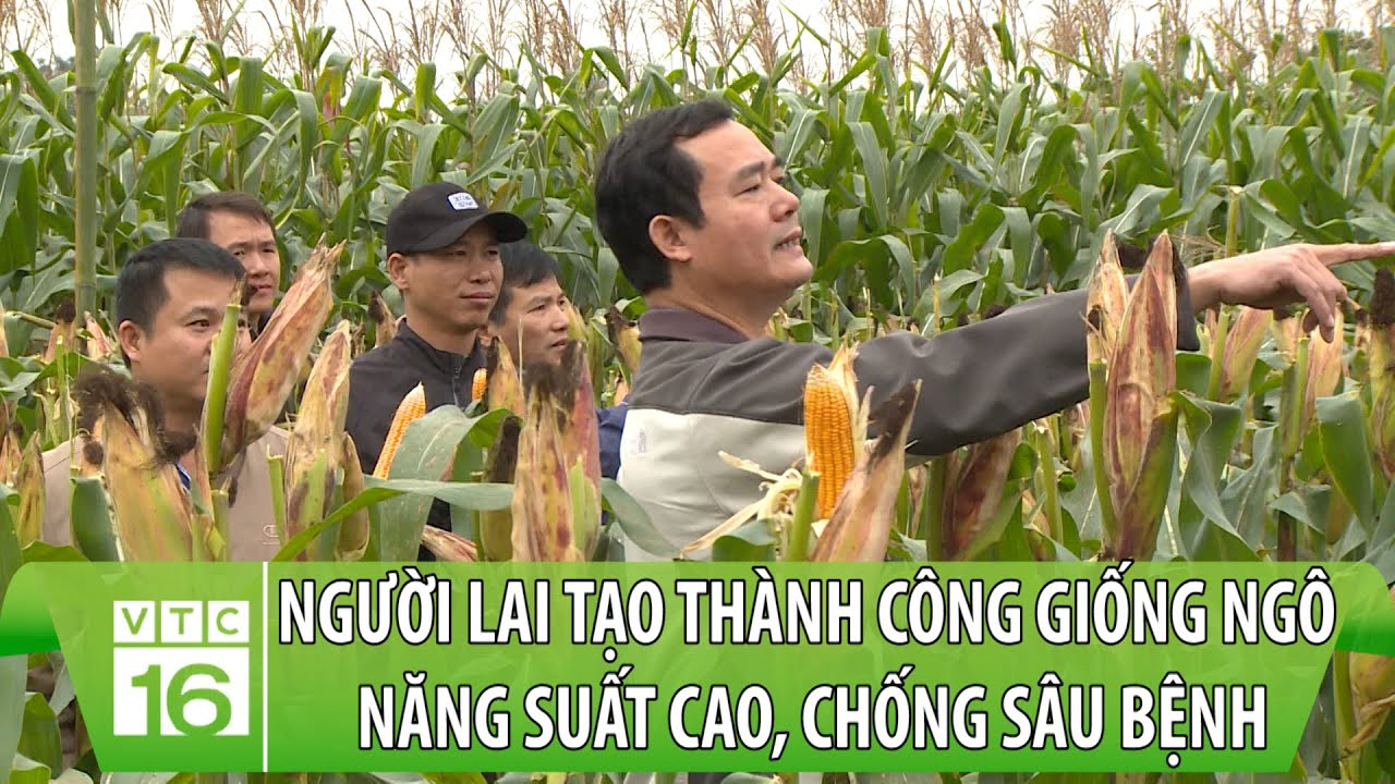 Người lai tạo thành công giống ngô năng suất cao, chống sâu bệnh | Điểm hẹn khoa học | VTC16