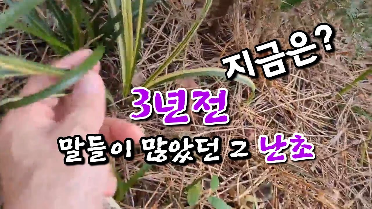 [ 친구의 난초사랑 ll ] 3년전 말이 많았던 난초의 발전. 가격은 얼마나 될까요??? #난초산행 #산채 #중투화 #중투 #난초가격
