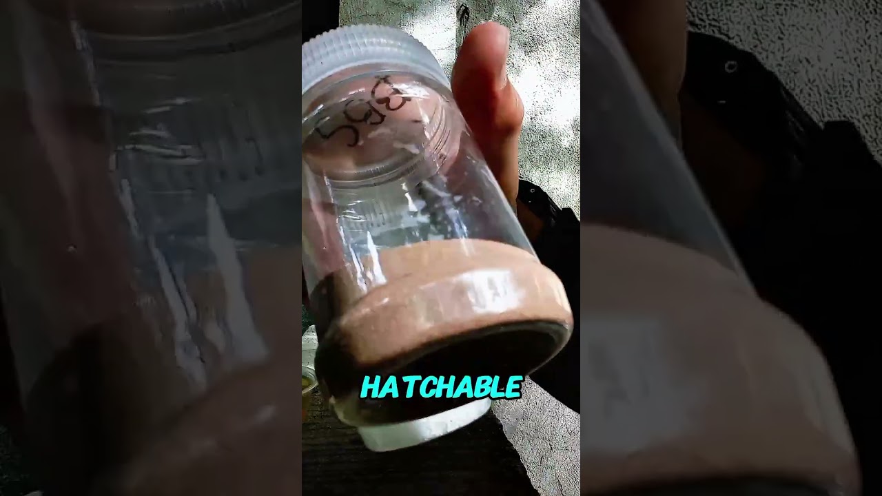 How to make DIY BBS hatchery And how to hatch BBS.🐟🐠✌️😇#betta #bettafish #fishing #fish #fishkeeping