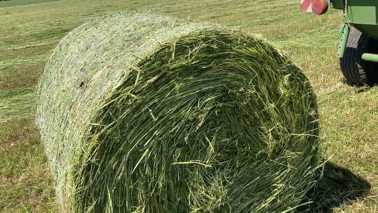 Убираем пшеницу на сенаж