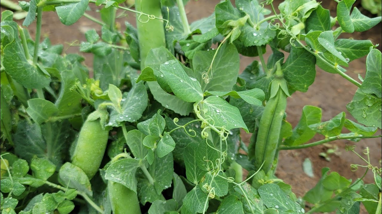 barrie hill farms:the extra scenes:peas