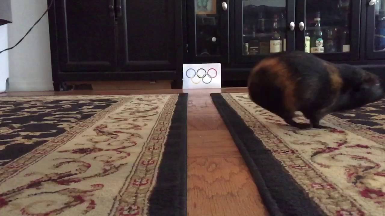 Olympic piggies
