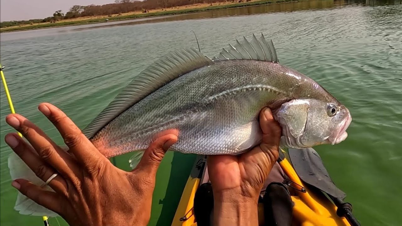 Pescaria de corvinas no Rio grande em meio a chuva elas aparecem, limpamos e fritamos 