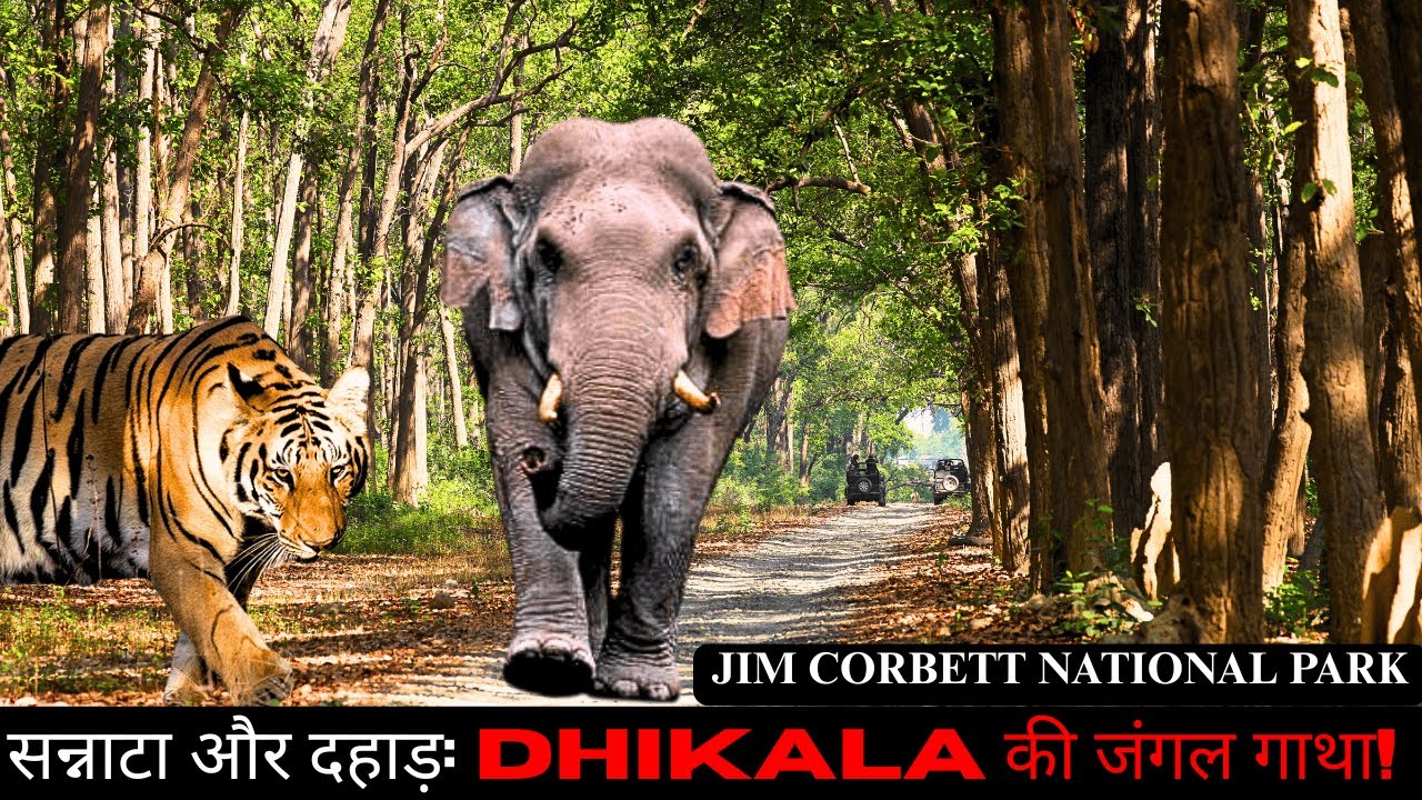 सन्नाटा और दहाड़: DHIKALA की जंगल गाथा! Corbett National park #tiger