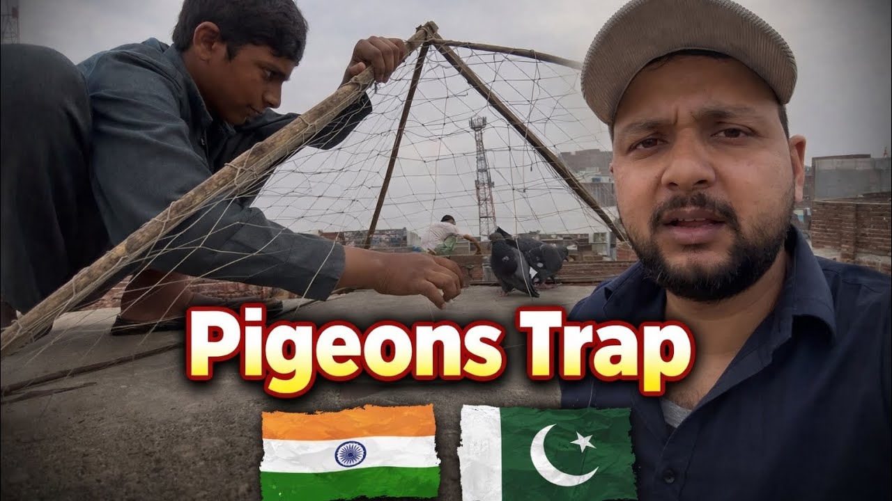 Trick pigeon trap | indian 🇮🇳 in Pakistan 🇵🇰 