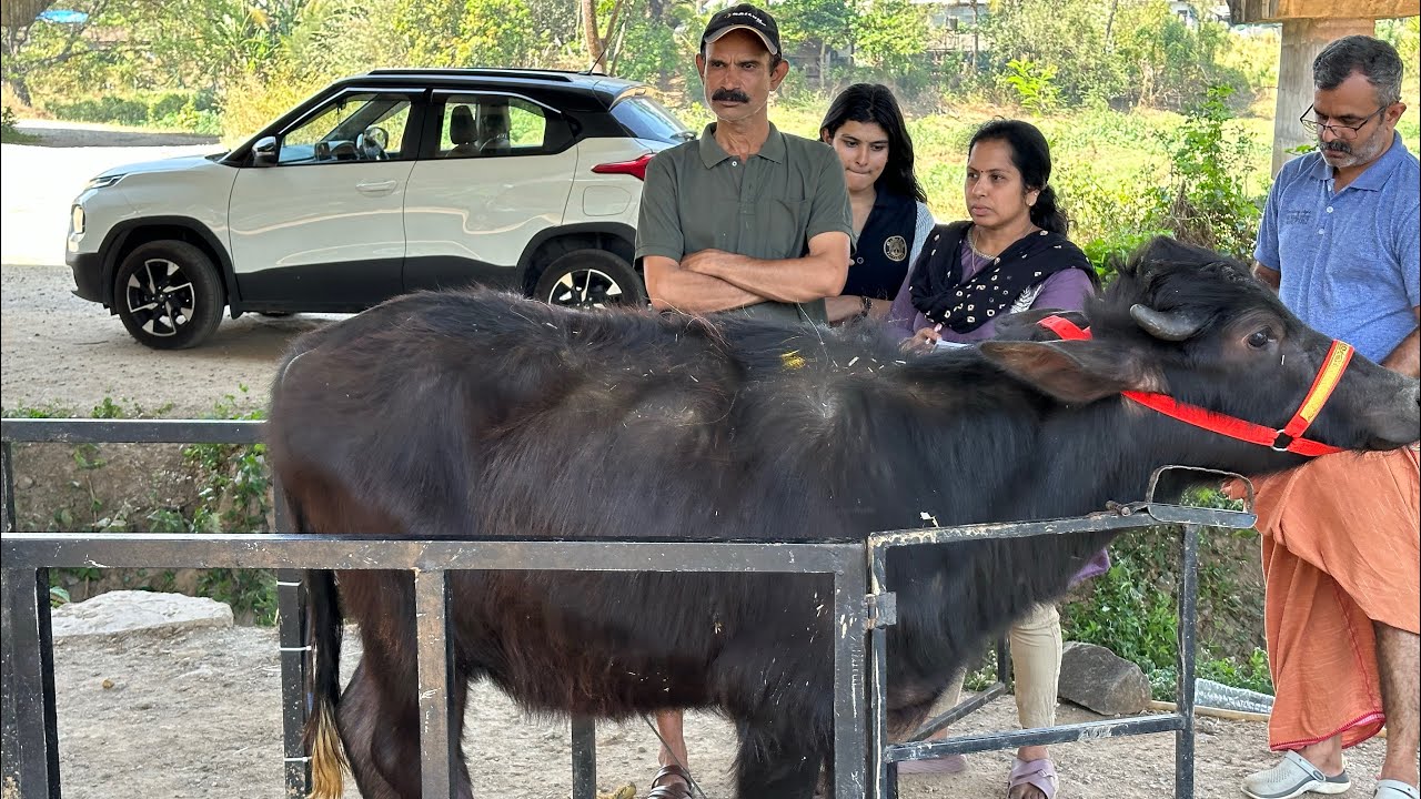 ഇവരെ വളർത്തിക്കോളൂ പെരുന്നാളിന് അഞ്ചിരട്ടി കിട്ടും kuthiran Murrah farm