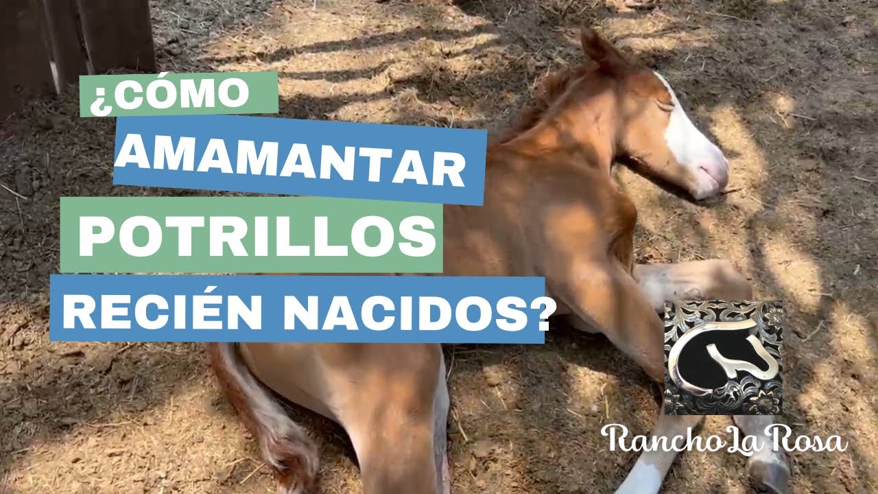 Problemas de amamantamiento en un potro recién nacido y cómo resolverlos