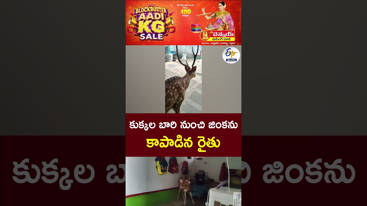 కుక్కల బారి నుంచి జింకను కాపాడిన రైతు