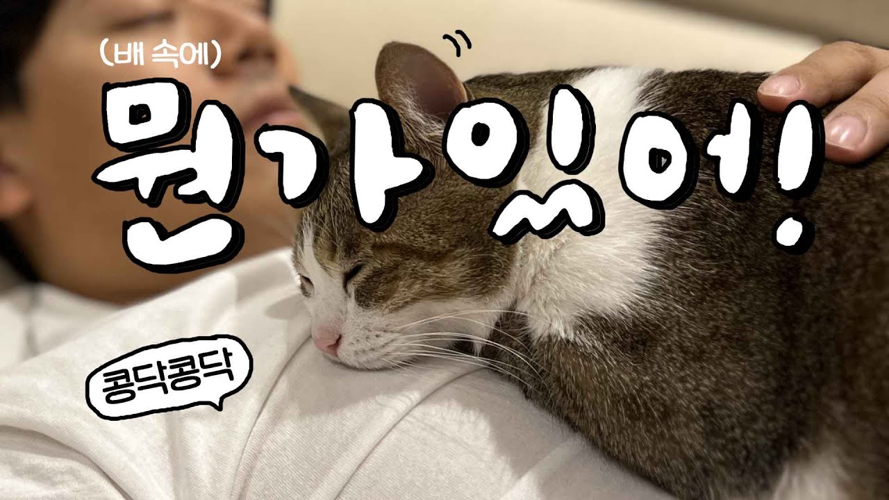 고양이는 배 속의 아기를 느끼고 임신했다는 사실을 알까?