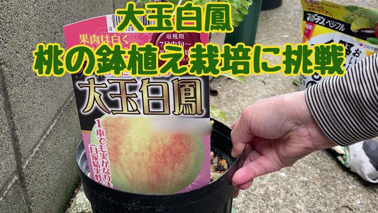 大玉白鳳　桃の鉢植え栽培に挑戦/果樹栽培/初めての桃栽培