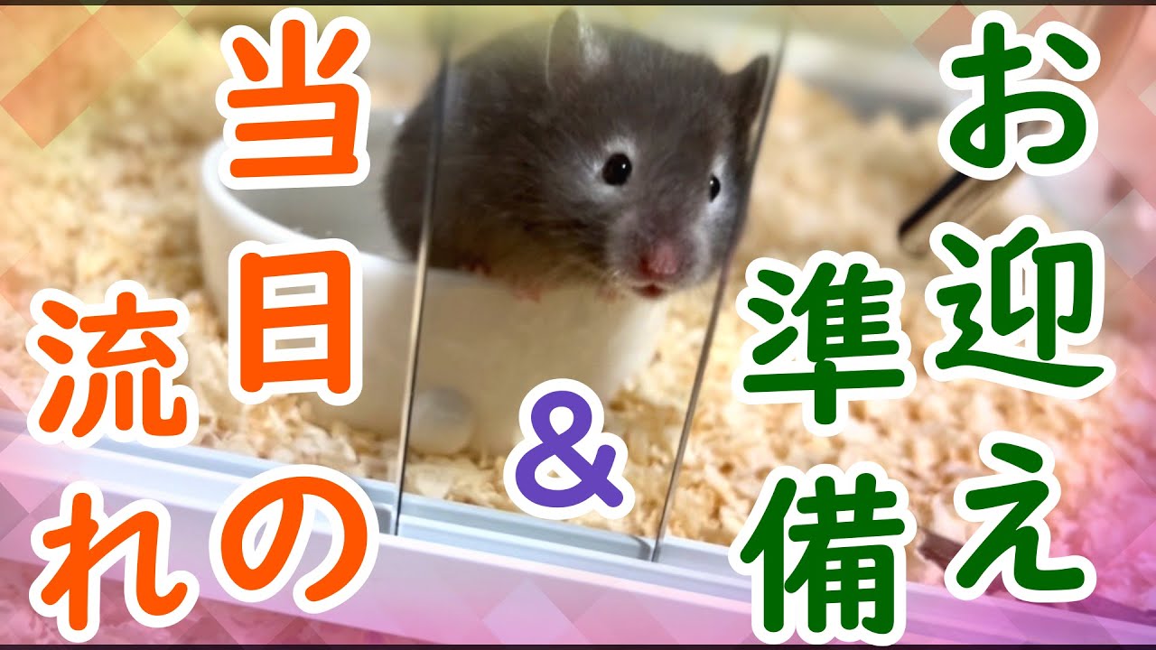 【ハムスター】お迎えが決まったら何が必要？お迎え当日までの基本的な準備と、ストレスを与えないための当日の流れを紹介！