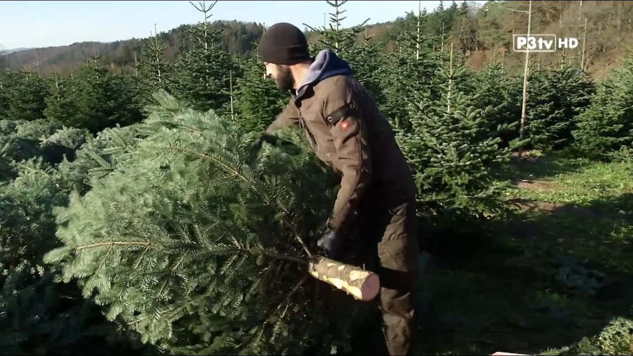 Christbaumkulturen in Niederösterreich