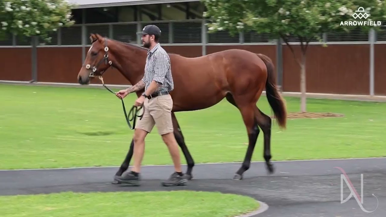 Lot 337: St Marks Basilica x Grito filly