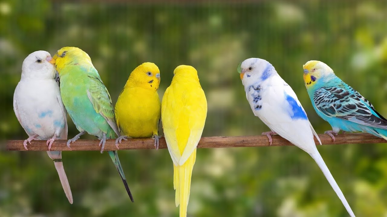 Mango and Chutney Best Budgie Friends | Relaxing Sounds 8 Hours 