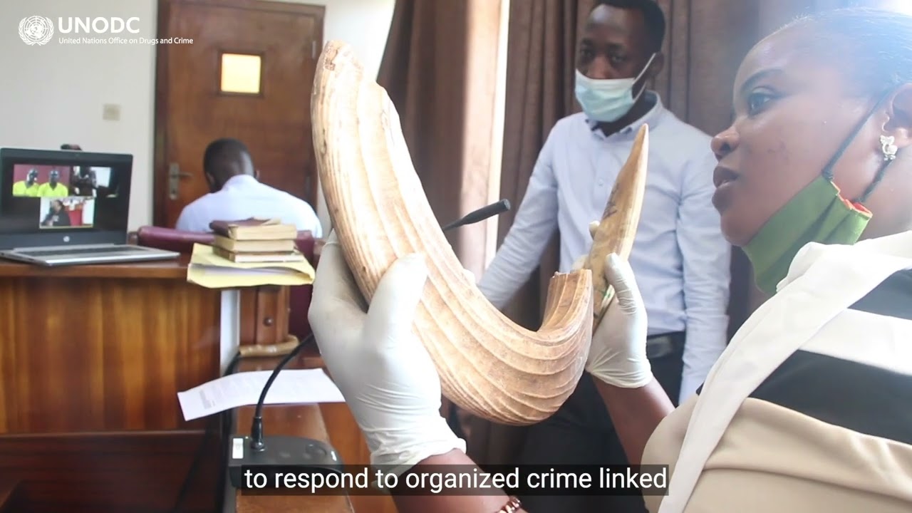 Crimes that affect the environment