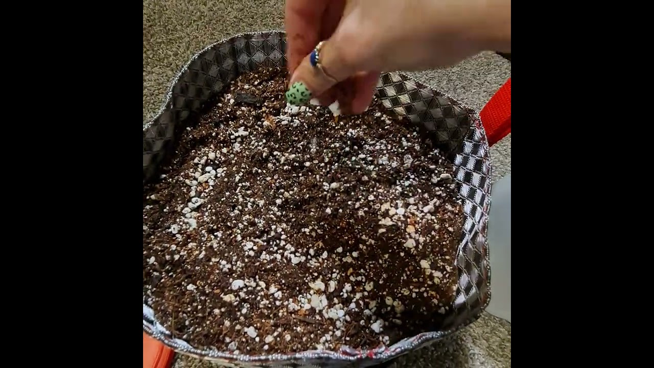 honor grow germination pad from etsy @MarsHydro_official