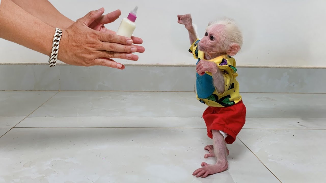 Baby monkey Luk ran after dad to buy formula milk