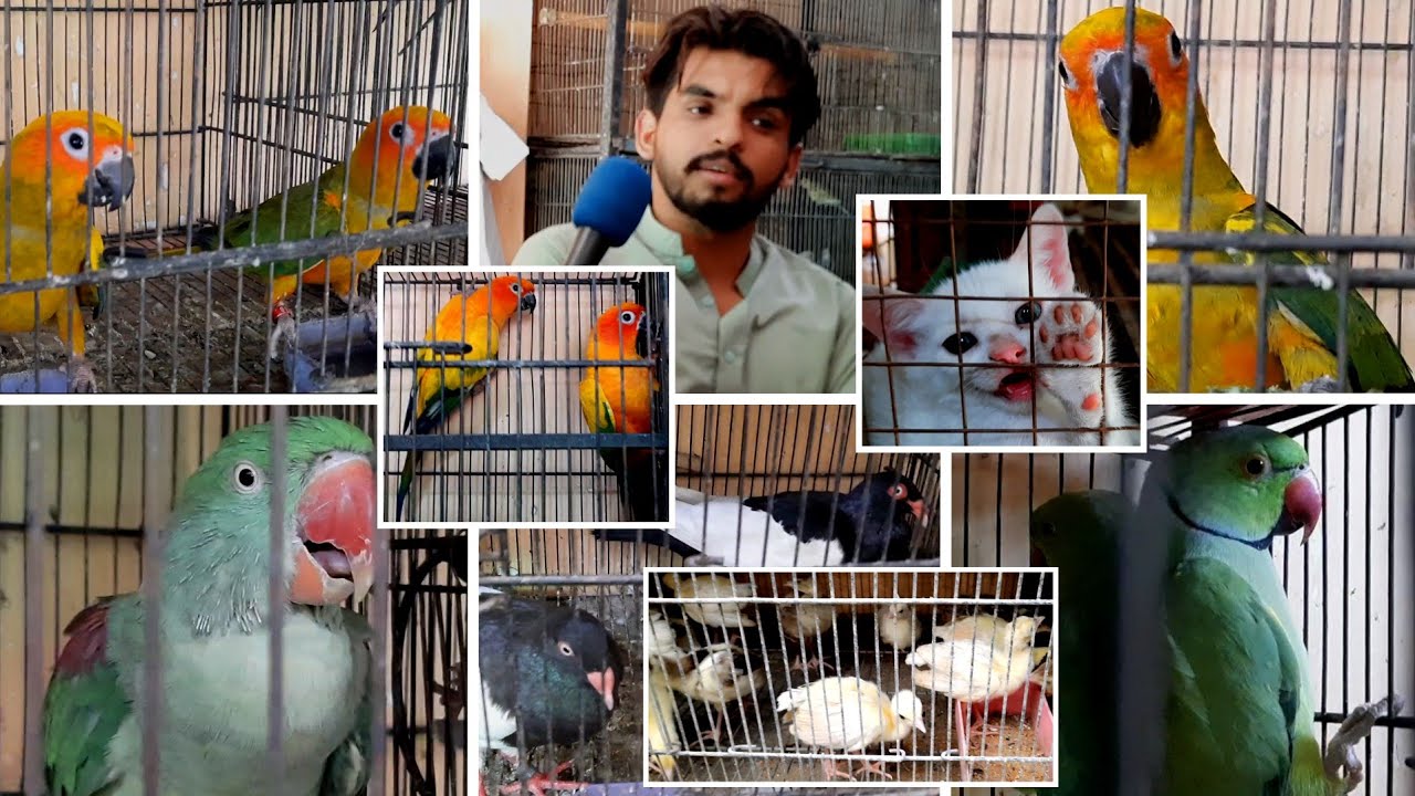 Part 6||Visit Rahimyar Khan Birds Market||Taj Birds||Rahimyar Khan