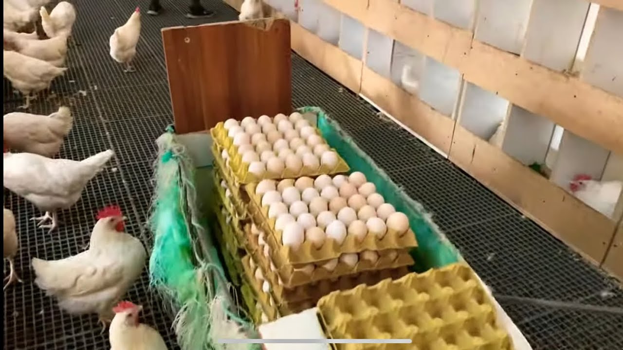 Gezen Tavuk Çiftliği İşletme Numarası Ve Diğer Resmi Belgelerin Alımı Hakkında - Gezeyum