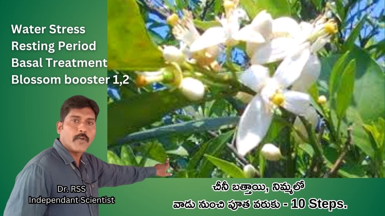 బత్తాయి వాడు నుంచి పూత వరకు   10 steps By Dr.  RSS