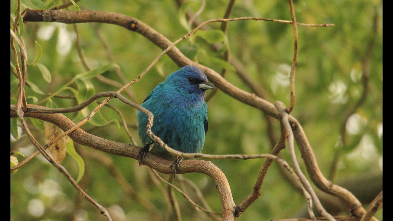 Indigo Bunting-male