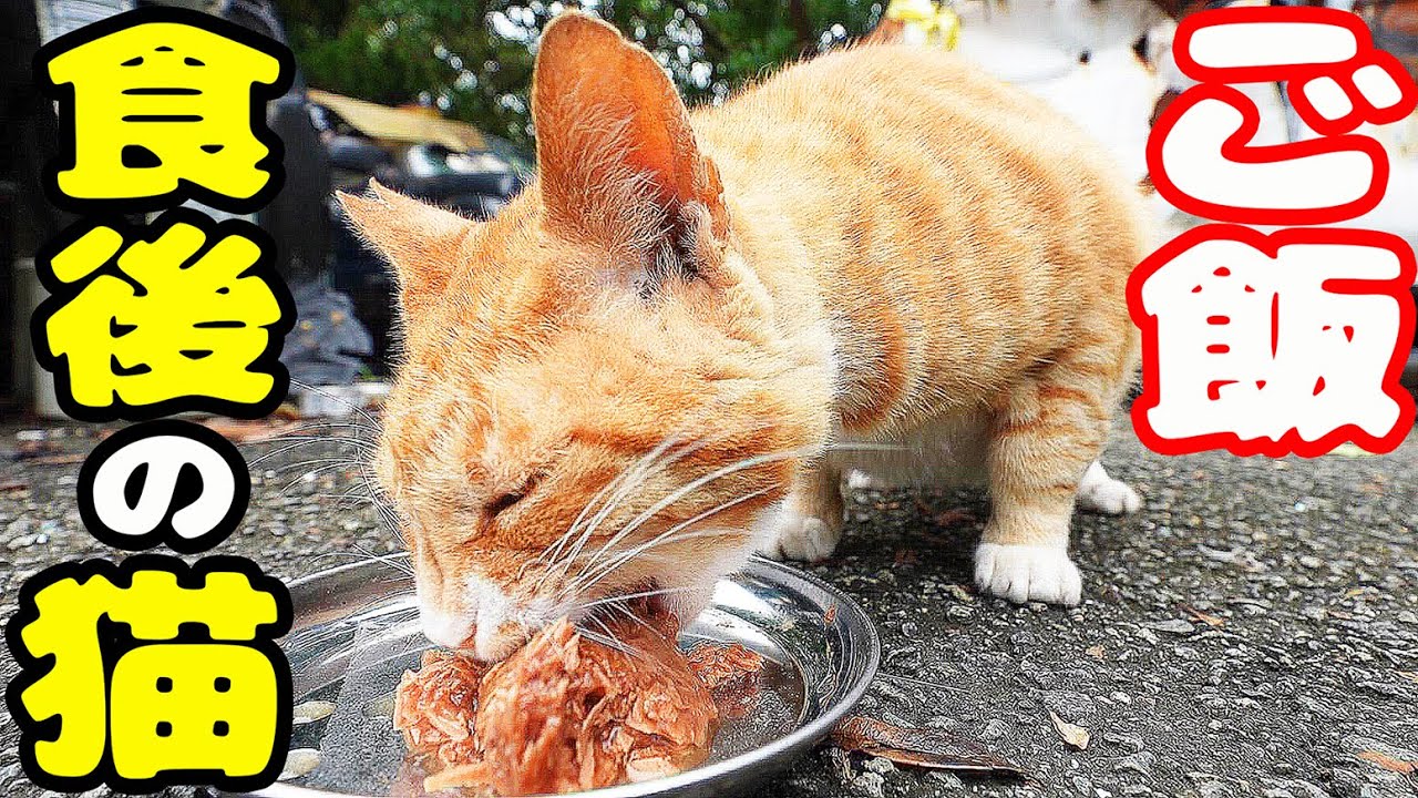 【ボランティアさん急逝後 火事エリア】たくさんの猫たちにご飯をあげると・・・ さくらねこたちへのエサやり【視聴だけでも猫を助けることになります】支援者様 視聴者様 猫たちに神のご加護を！