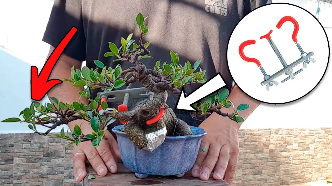 Un vídeo de Bonsai antiguo que tenía oculto #melancolía