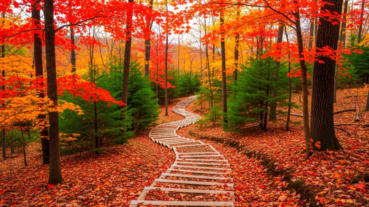 Beautiful Relaxing Music & Peaceful Autumn Scenery 🍂 Healing Music for Stress Relief & Soul