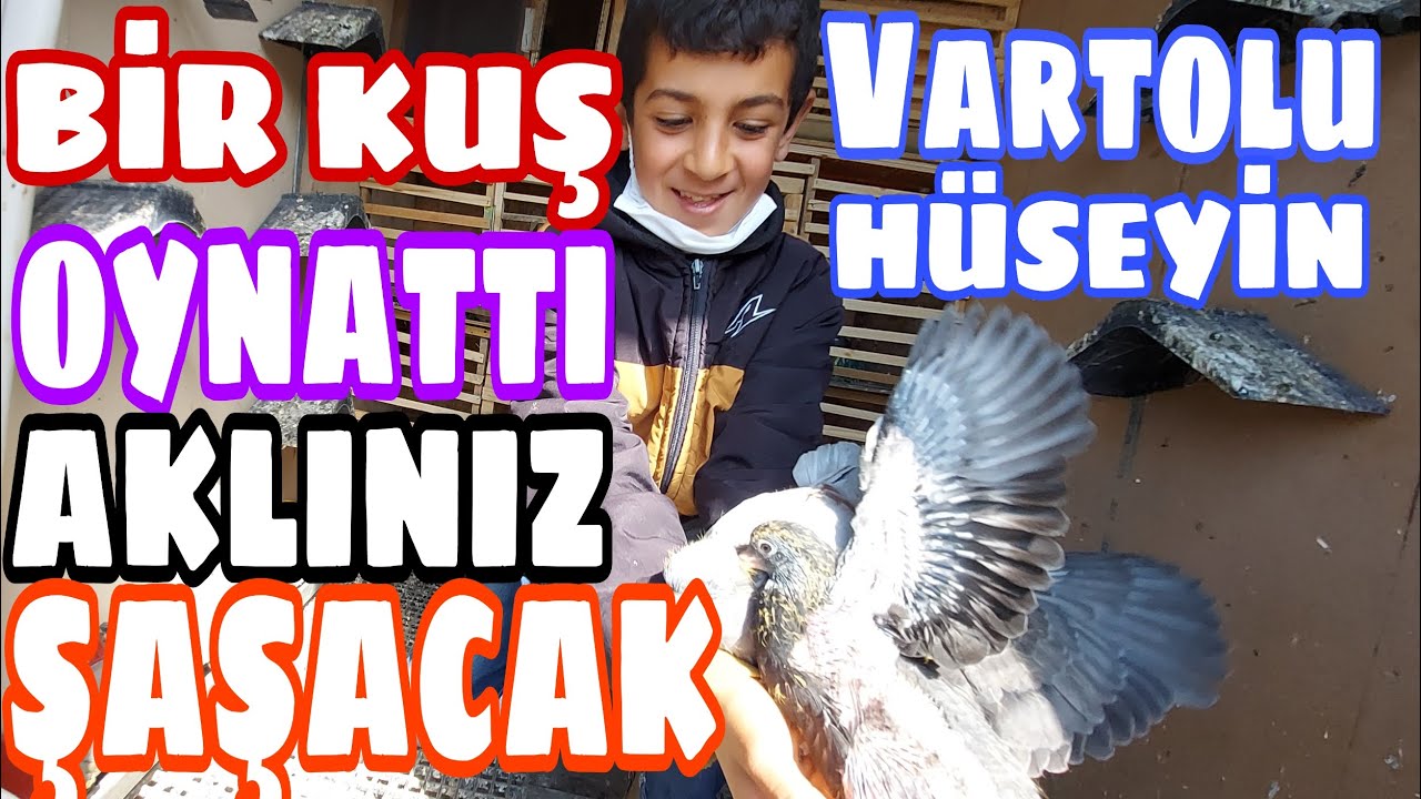 Bir Kuş Oynattı Aklınız Şaşacak. Vartolu Hüseyin Abinin Arap Güvercini. Maltepe Taklacı Güvercin