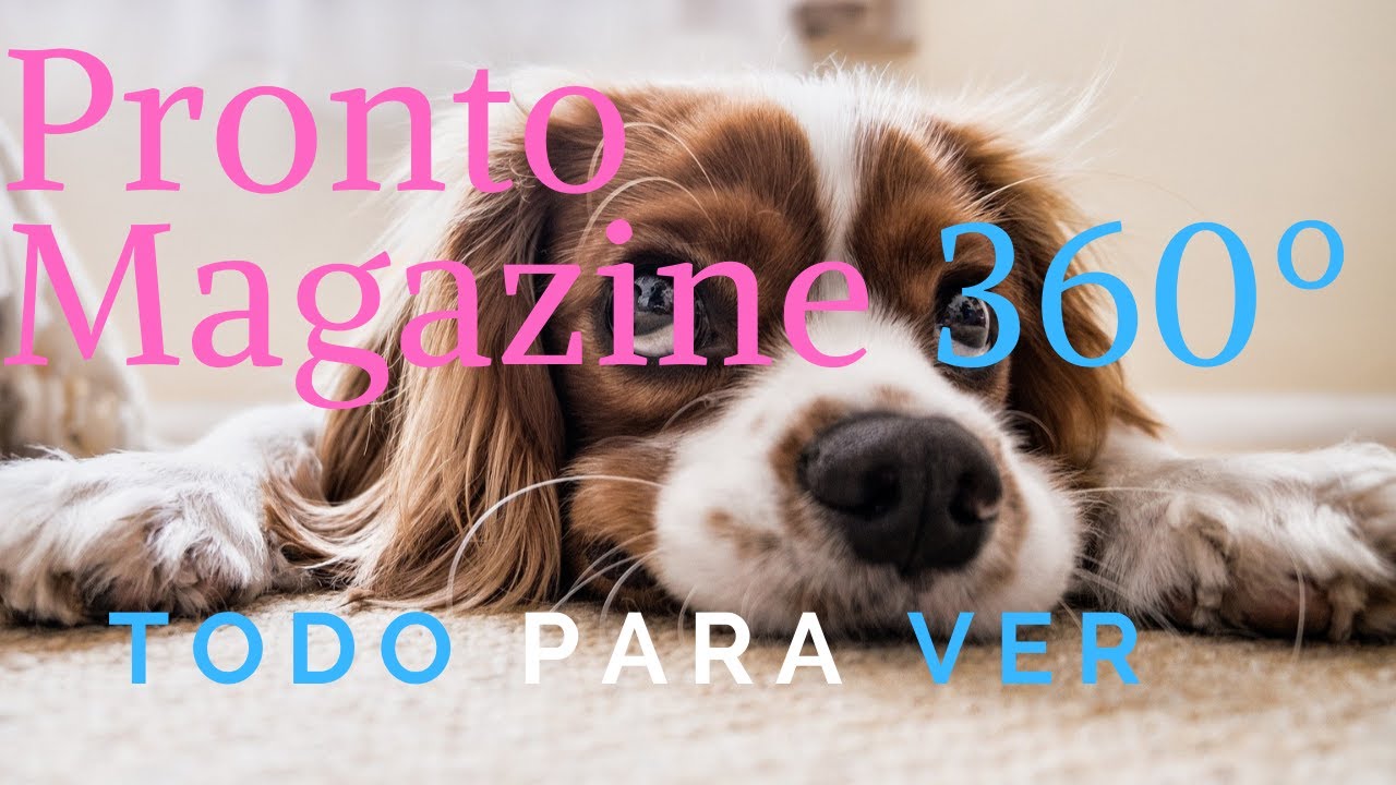 Dogs Pronto Magazine 360