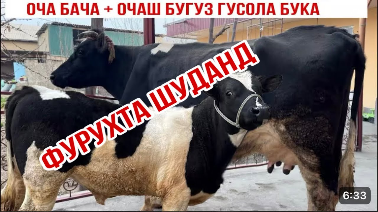 ОЧА БАЧА+ОЧАШ БУҒУЗ ГУСОЛА БУКА 17 марта 2026 г.