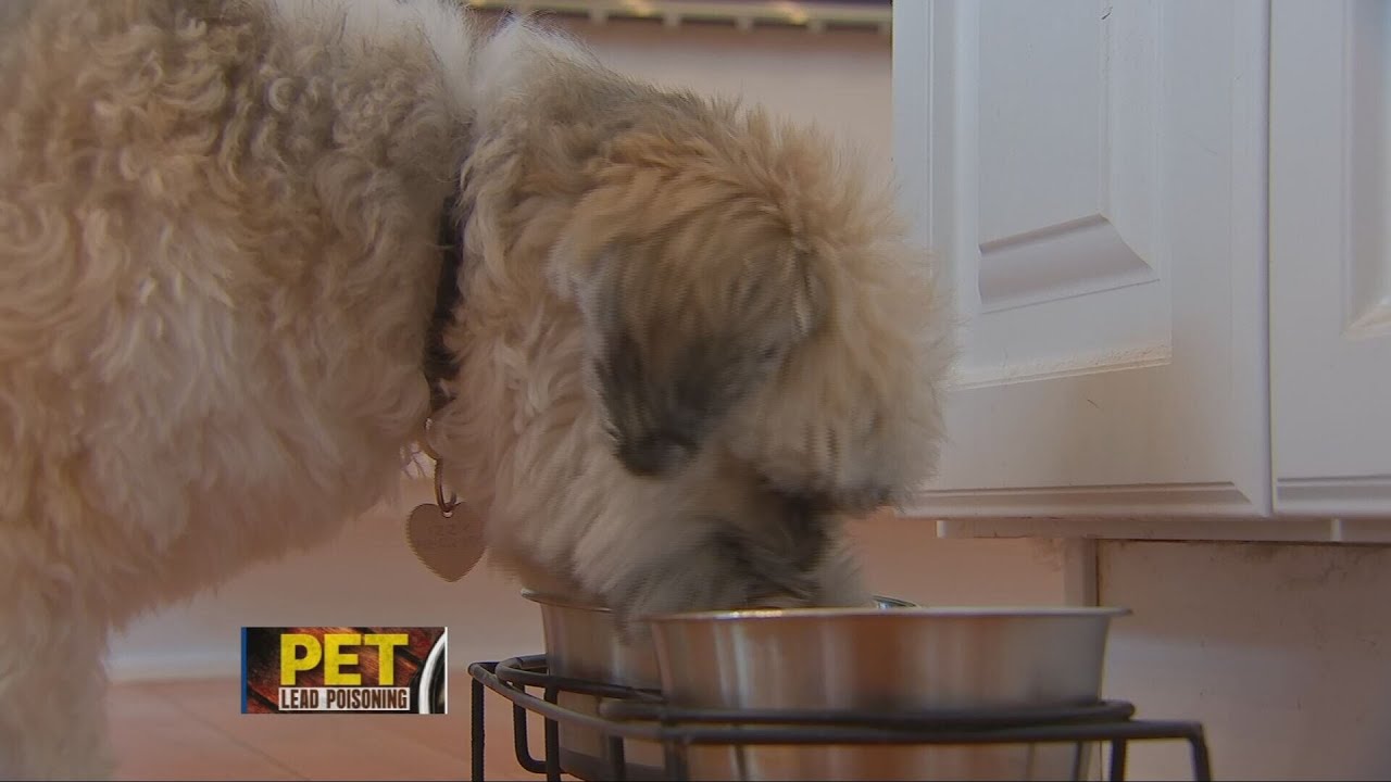 Pet products aren&rsquo;t free from lead poisoning risk. Here&rsquo;s what you should look out for